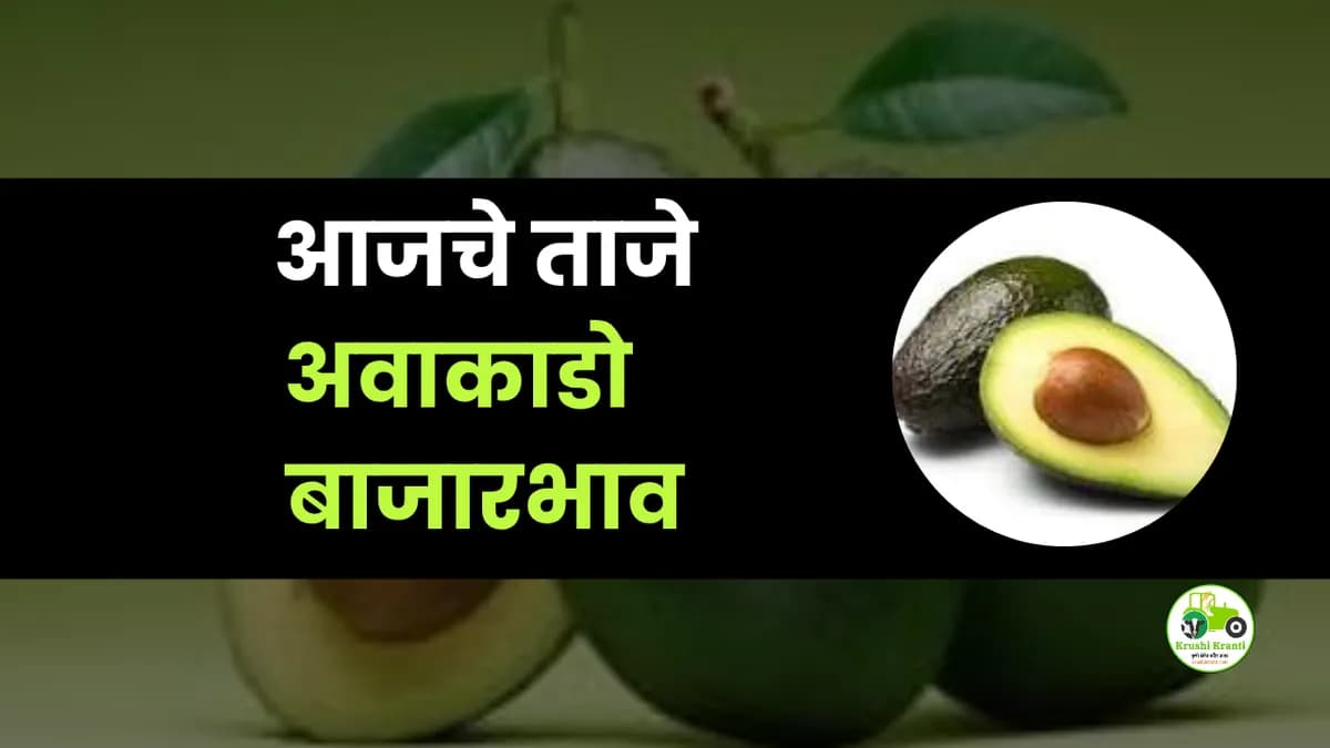 आजचे अवाकाडो बाजारभाव