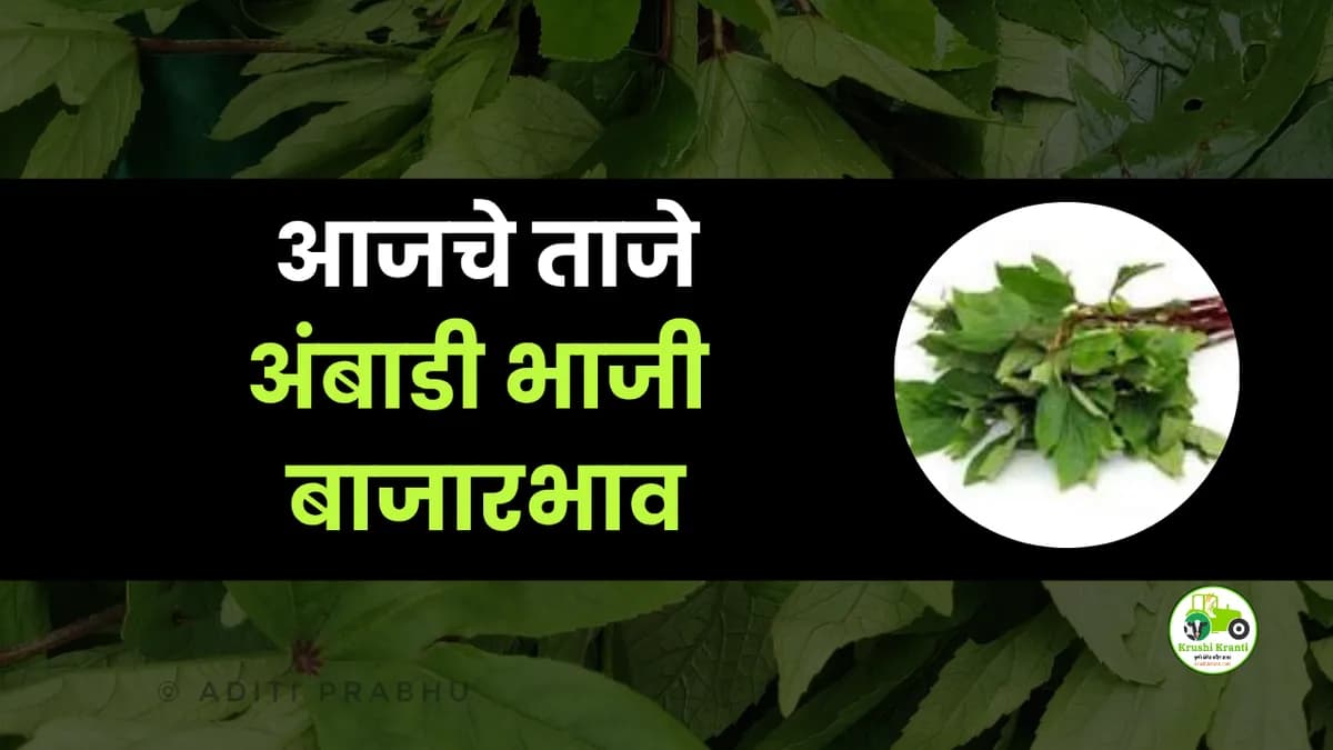 आजचे अंबाडी भाजी बाजारभाव