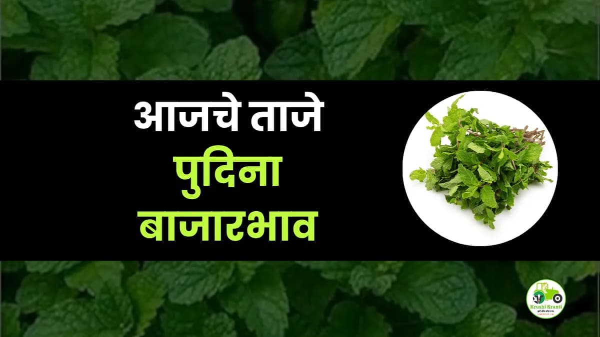 आजचे पुदिना बाजारभाव
