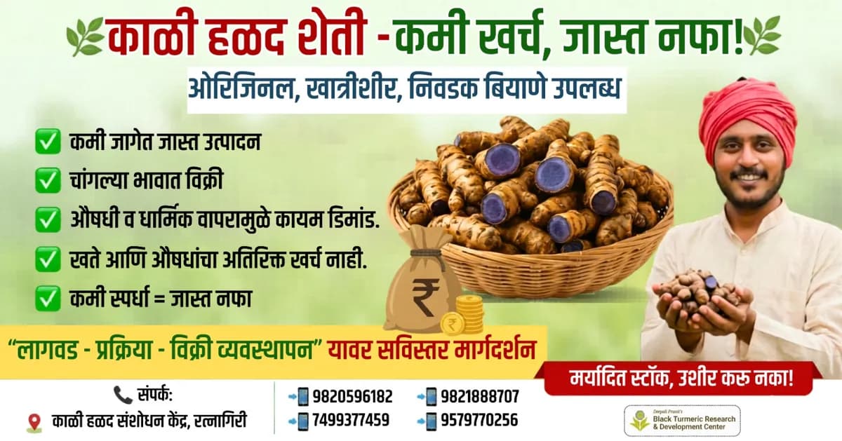 दुर्मिळ काळ्या हळदीचे ओरिजिनल बियाणे उपलब्ध