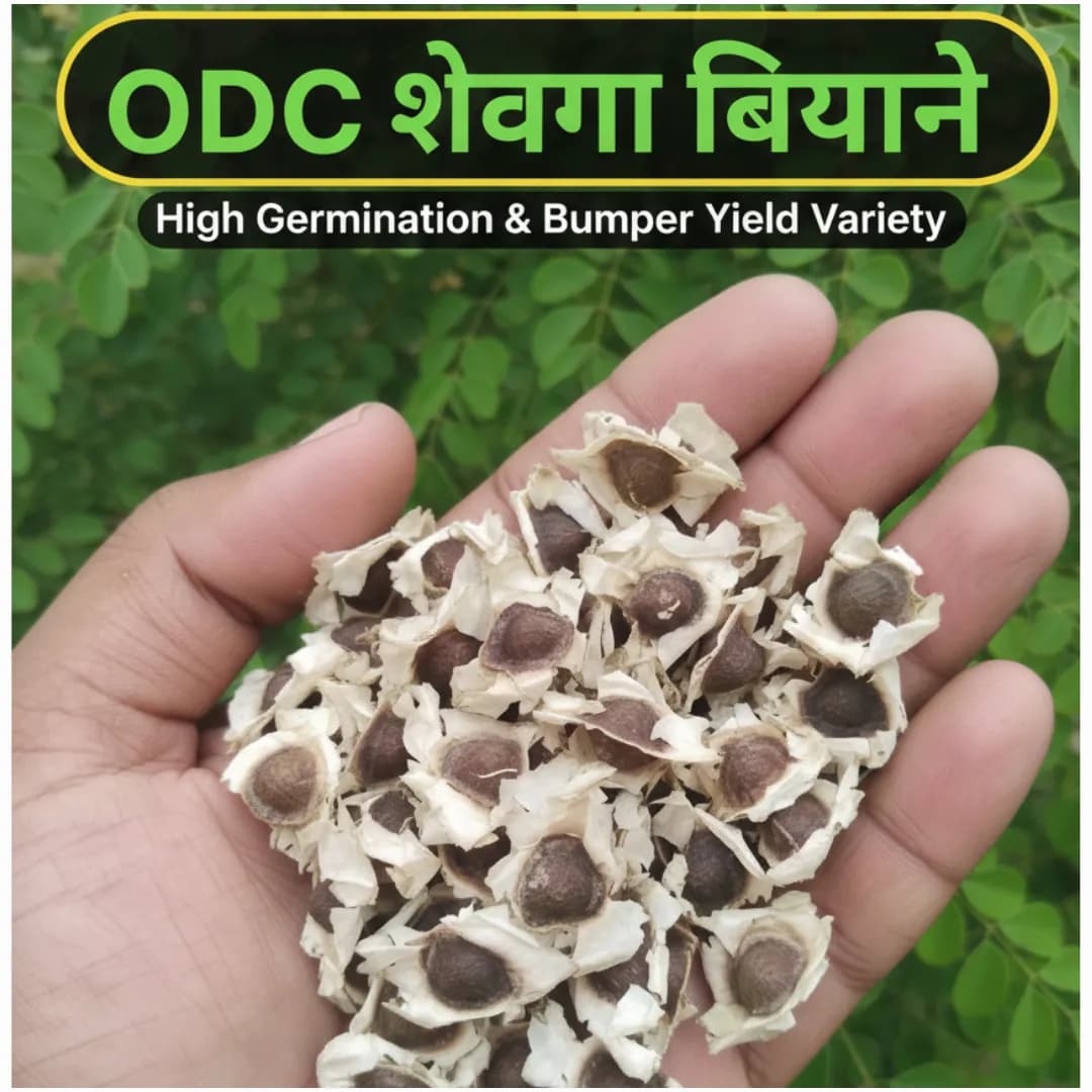 ओडीसी (ODC) सुपर गोल्ड शेवगा बियाणे