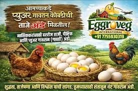 गावरान अंडी व पिल्ले विक्रीसाठी उपलब्ध
