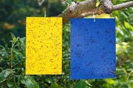 चिकट सापळे विक्रीस उपलब्ध
