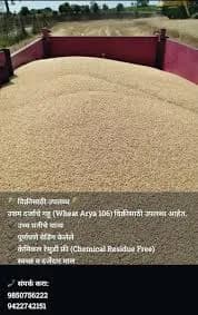 उत्तम दर्जाचे गहू विक्रीसाठी उपलब्ध आहेत.