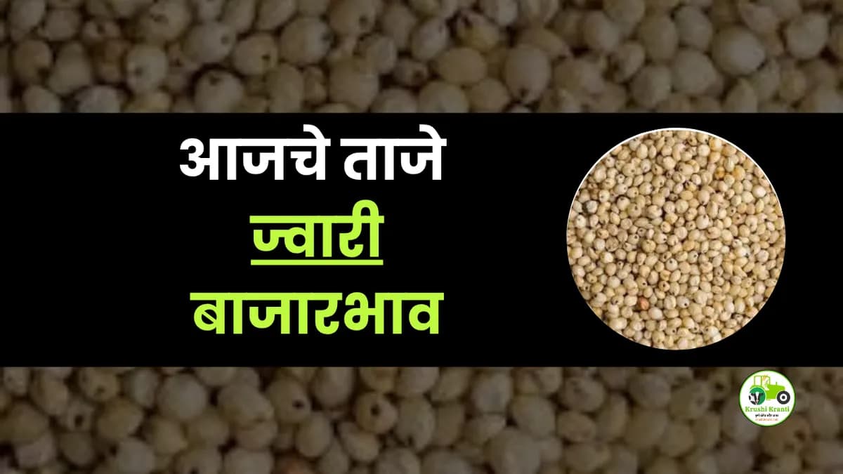 आजची ज्वारी बाजारभाव