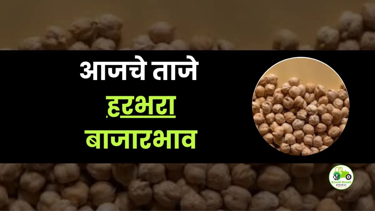 आजचे हरभरा बाजारभाव