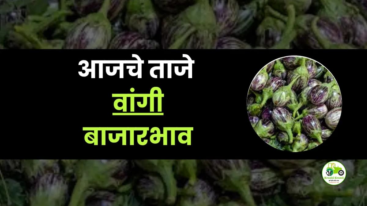आजचे वांगी बाजारभाव