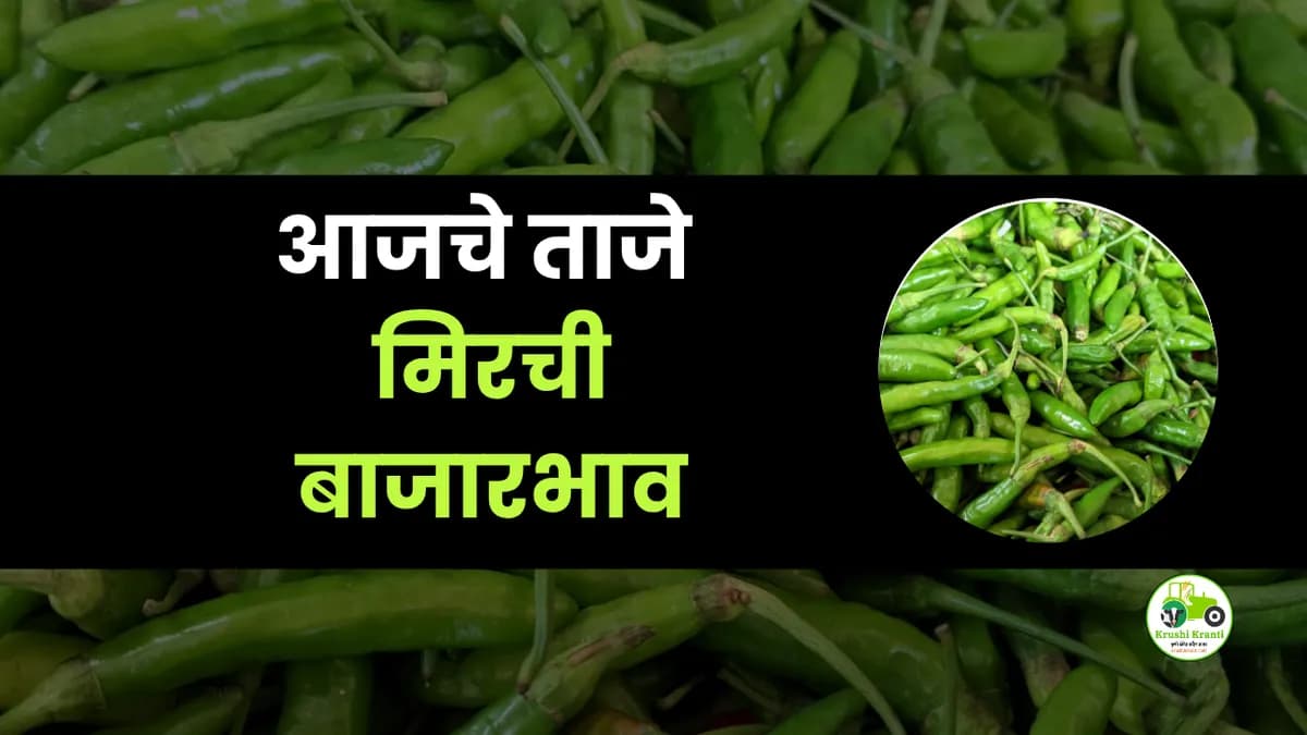 आजचे मिरची बाजारभाव