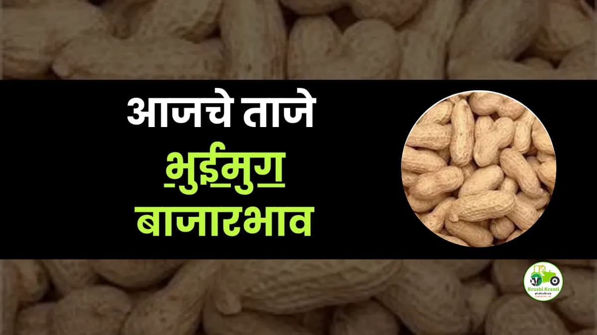 आजचे भुईमुग बाजारभाव