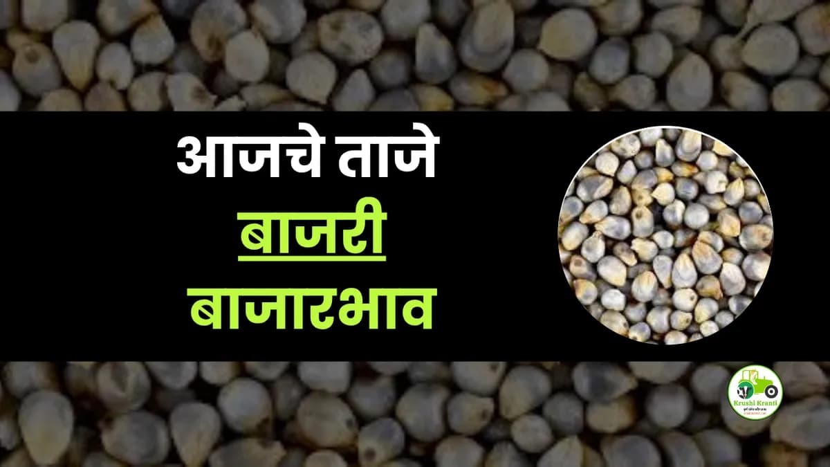 आजचे बाजरी बाजारभाव