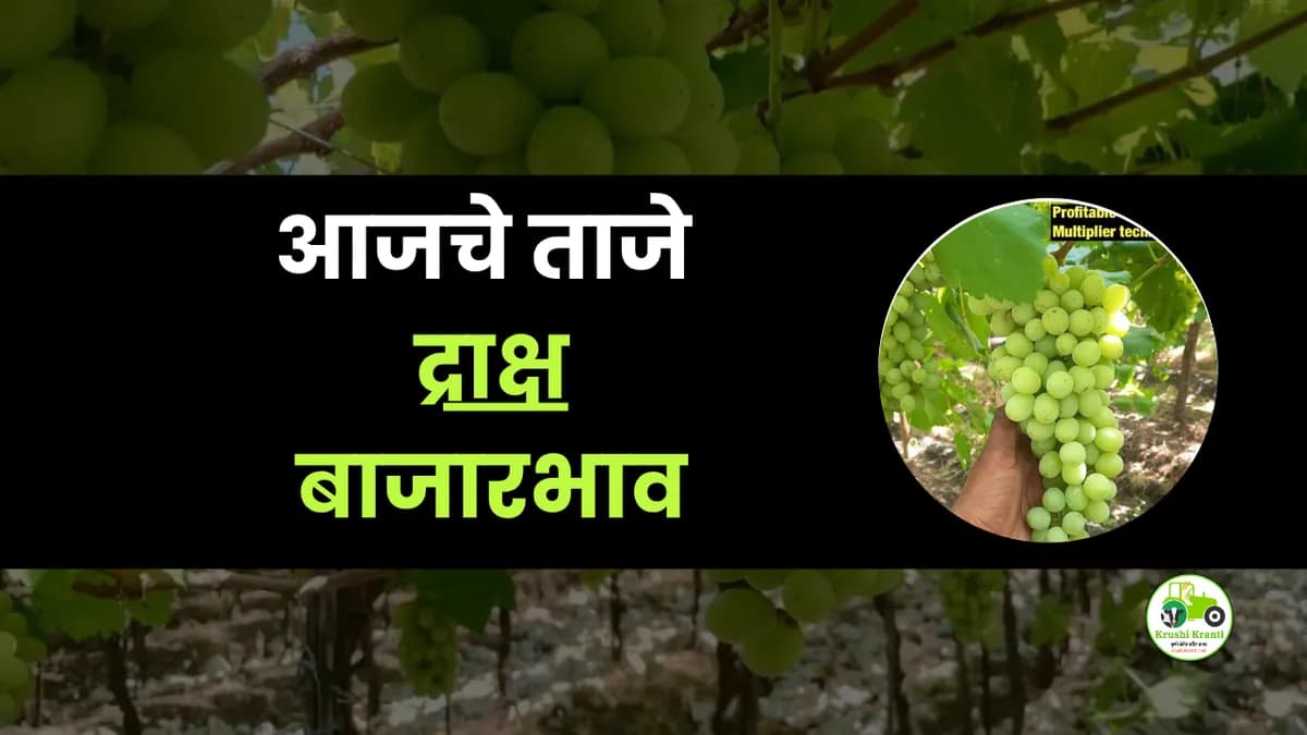 आजचे द्राक्ष बाजारभाव
