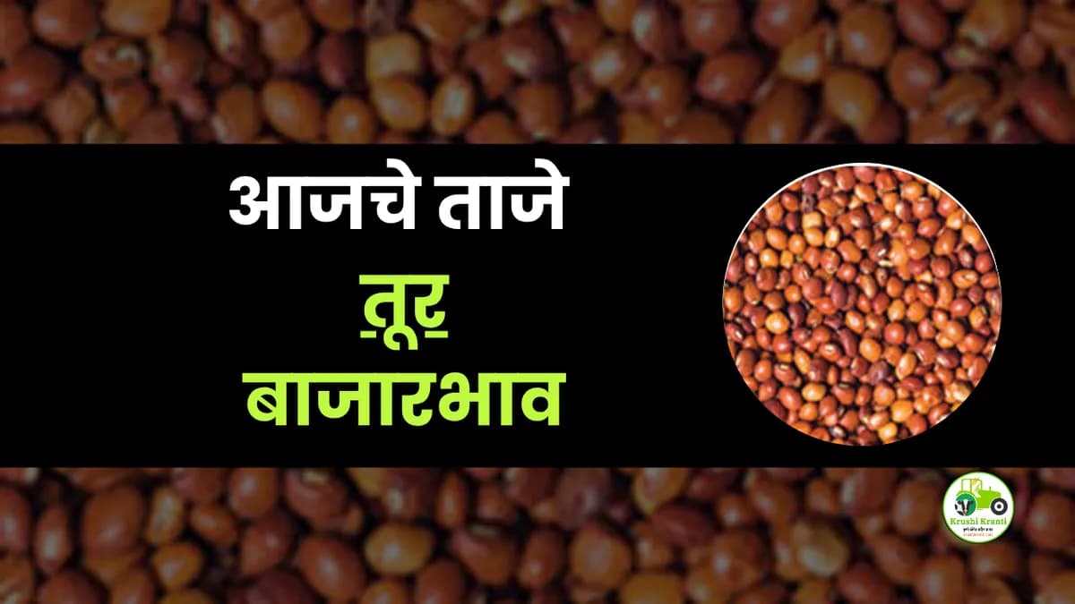 आजचे तूर बाजारभाव
