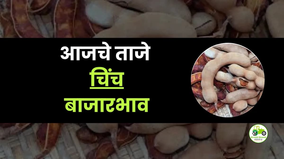 आजचे चिंच बाजारभाव