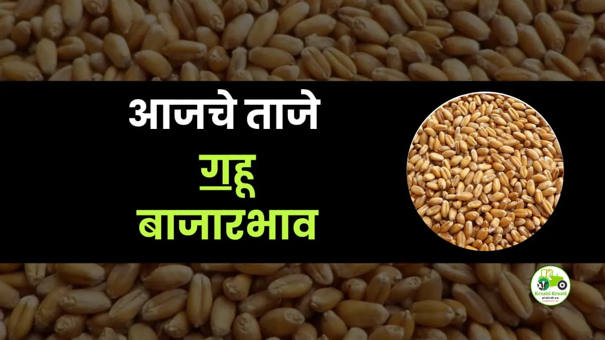 आजचे गहू बाजारभाव