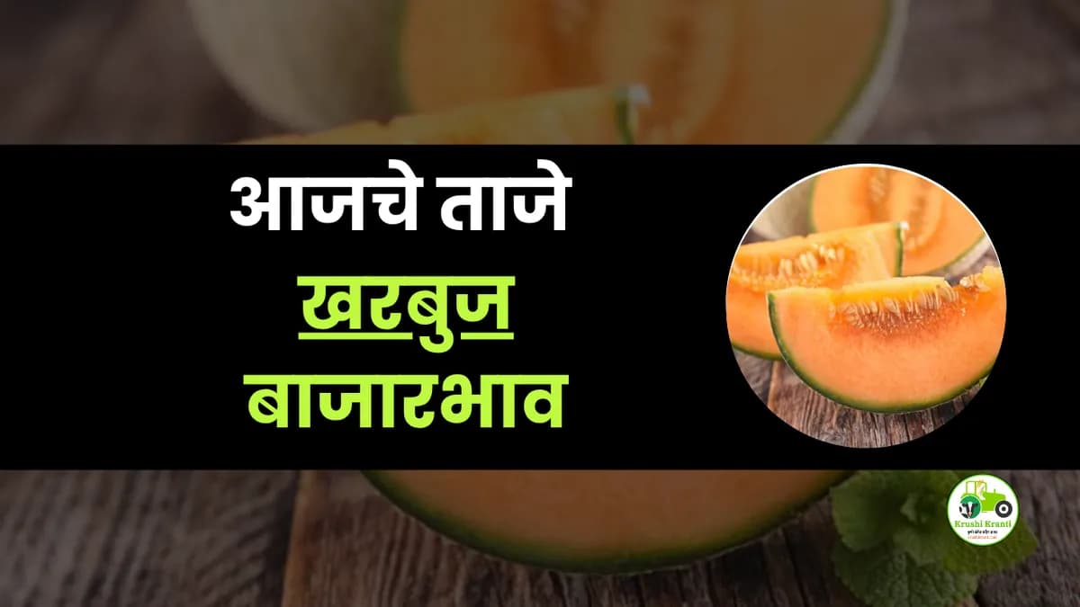 आजचे खरबुज बाजारभाव