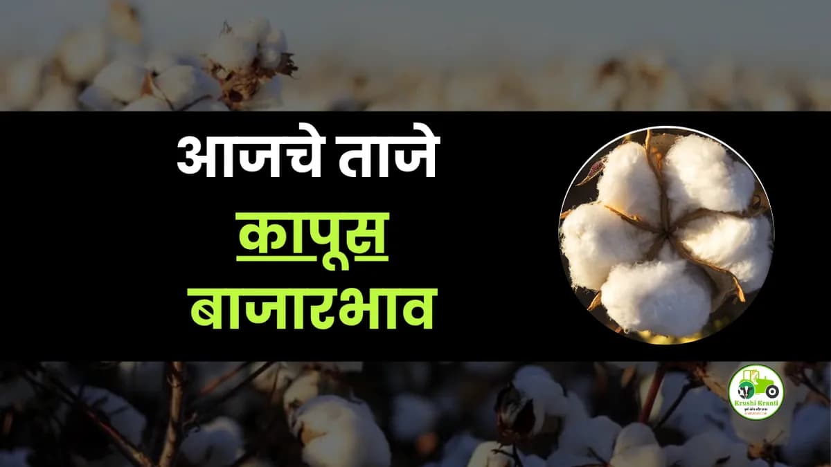 आजचे कापूस बाजारभाव