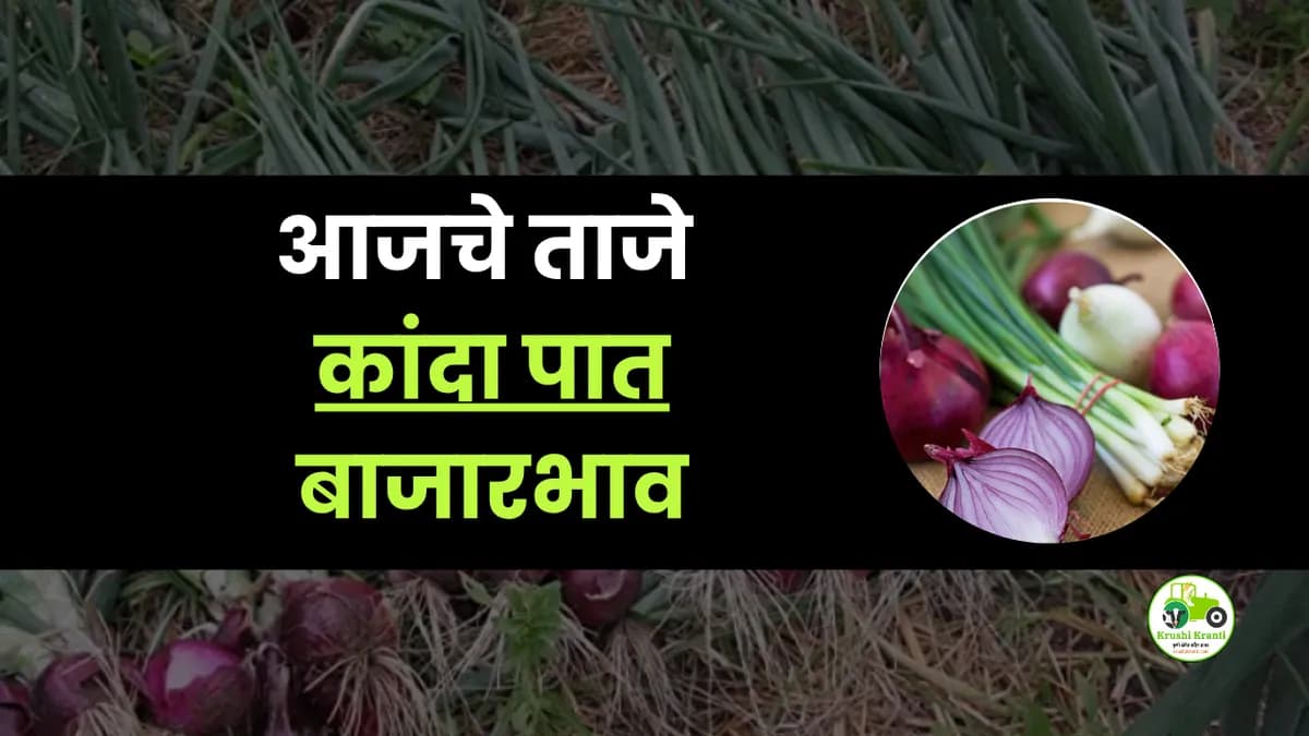आजचे कांदा पात बाजारभाव