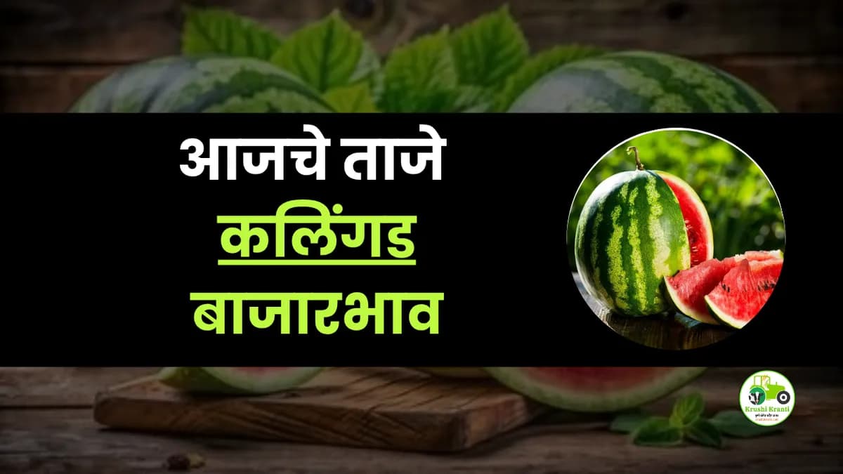 आजचे कलिंगड बाजारभाव