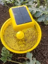 सौर ऊर्जा सापळा (Solar Insect Trap) – फायदे, उपयोग आणि कसे काम करते