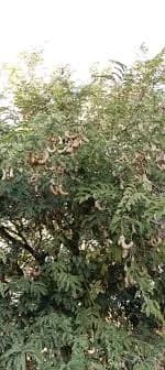 47 झाडांची चिंचेची बाग विक्रीसाठी | भरपूर माल असलेली चिंच विकणे आहे