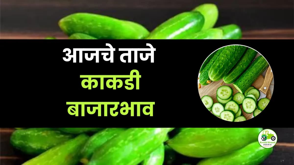 आजचे काकडी बाजारभाव