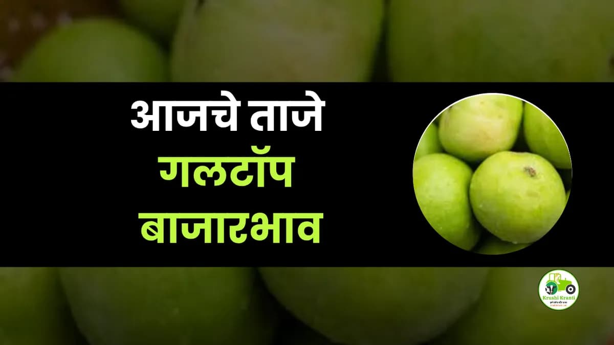आजचे गलटॉप बाजारभाव