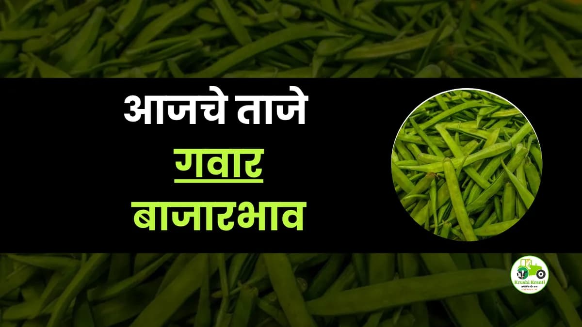 आजचे गवार बाजारभाव