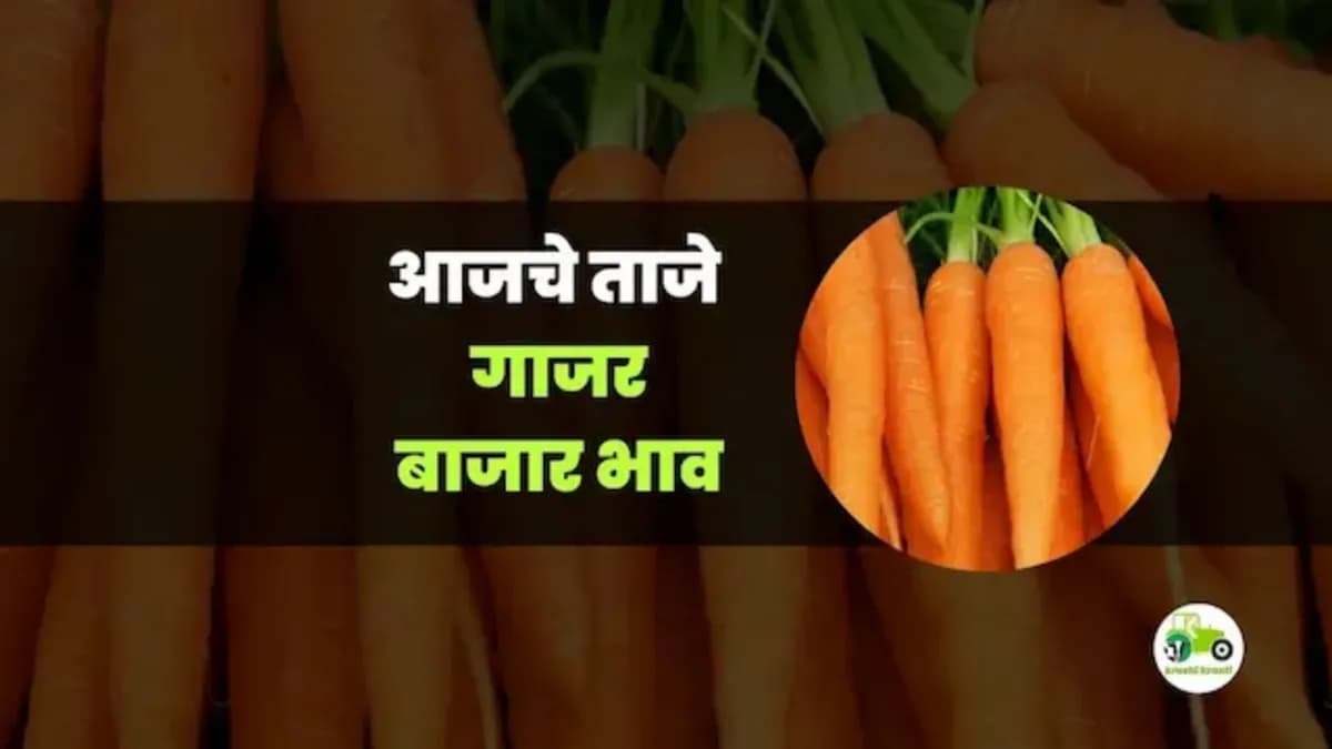 आजचे गाजर बाजारभाव