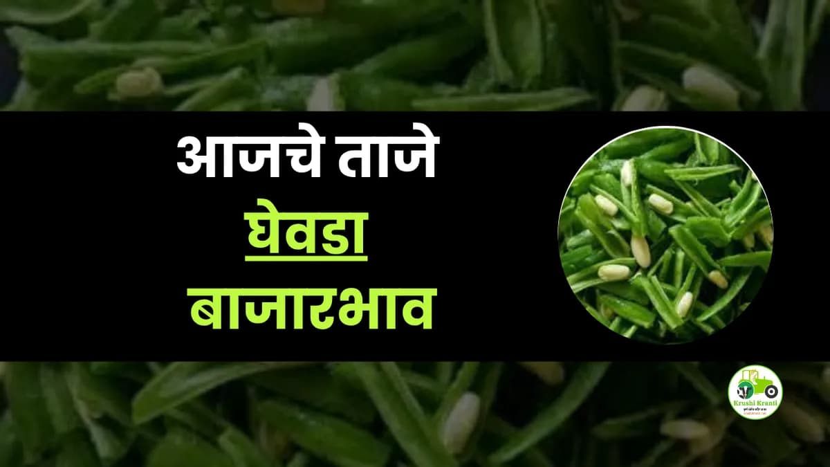 आजचे घेवडा बाजारभाव