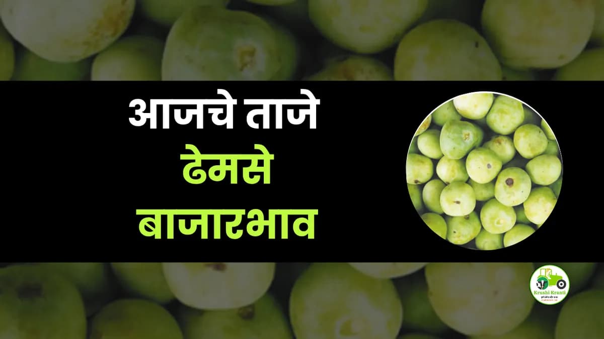 आजचे ढेमसे बाजारभाव