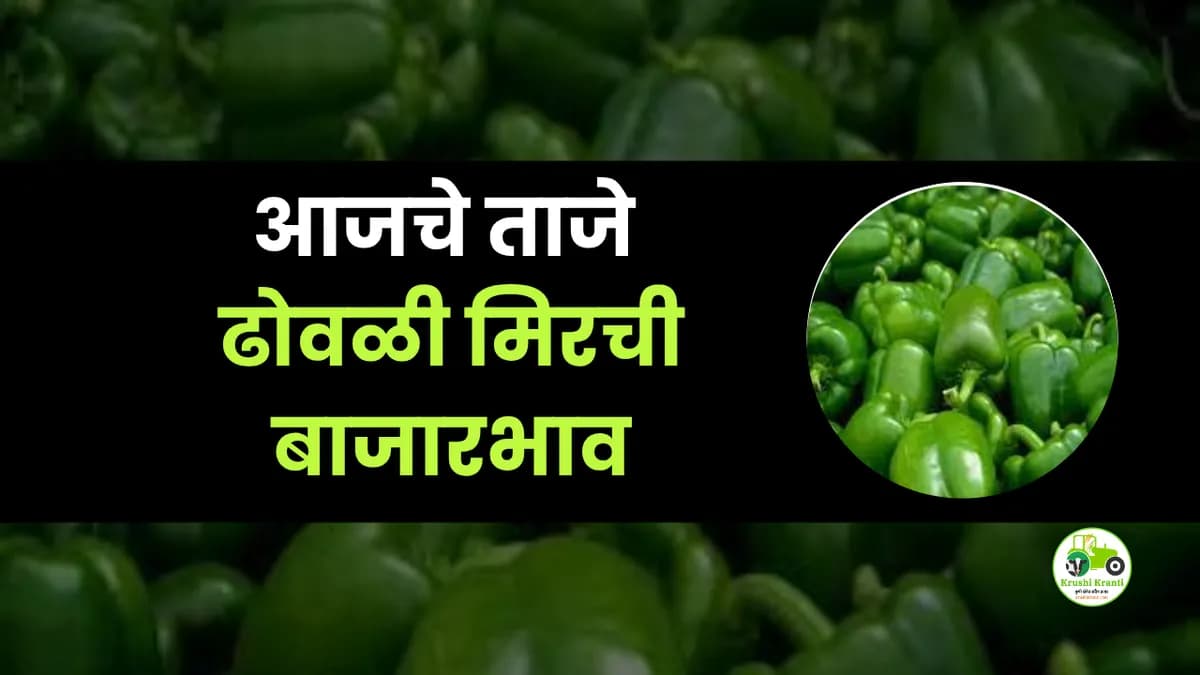 आजचे ढोवळी मिरची बाजारभाव