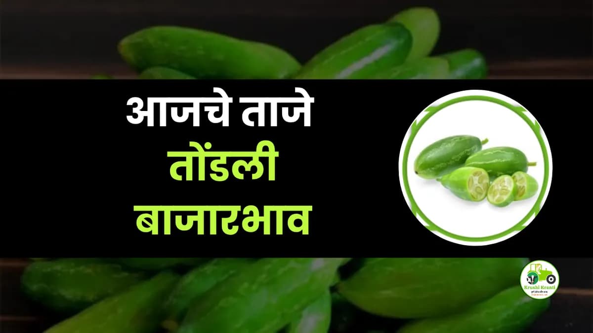 आजचे तोंडली बाजारभाव