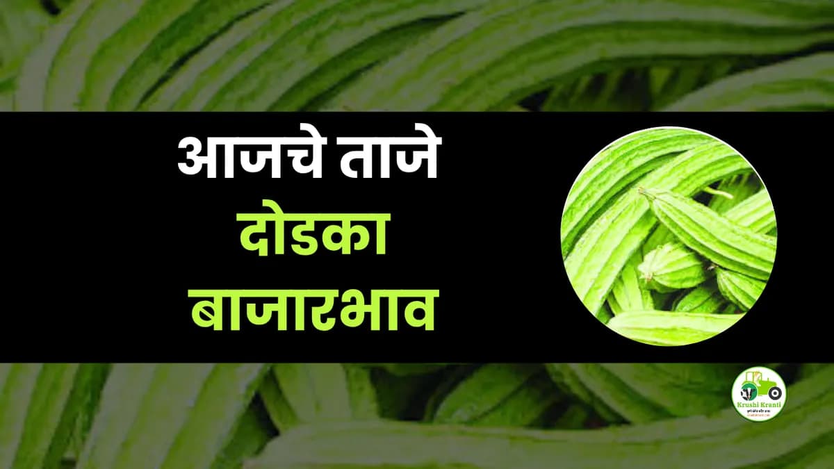 आजचे दोडका बाजारभाव