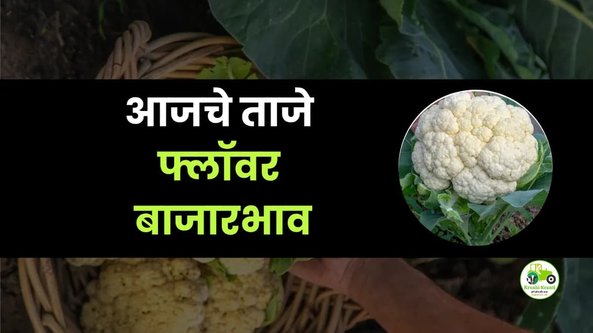 आजचे फ्लॉवर बाजारभाव