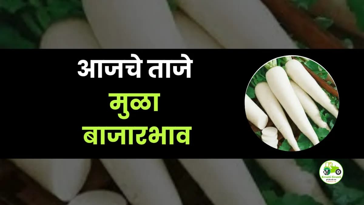आजचे मुळा बाजारभाव