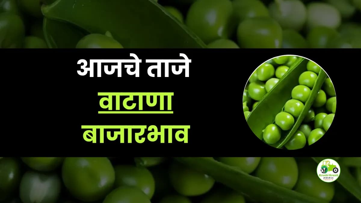 आजचे वाटाणा बाजारभाव