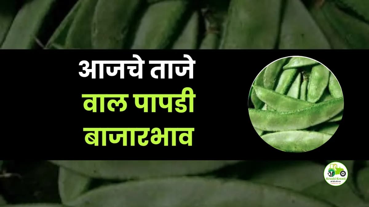 आजचे वाल पापडी बाजारभाव