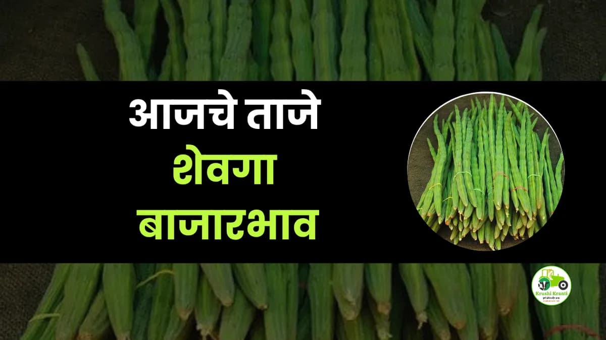 आजचे शेवगा बाजारभाव