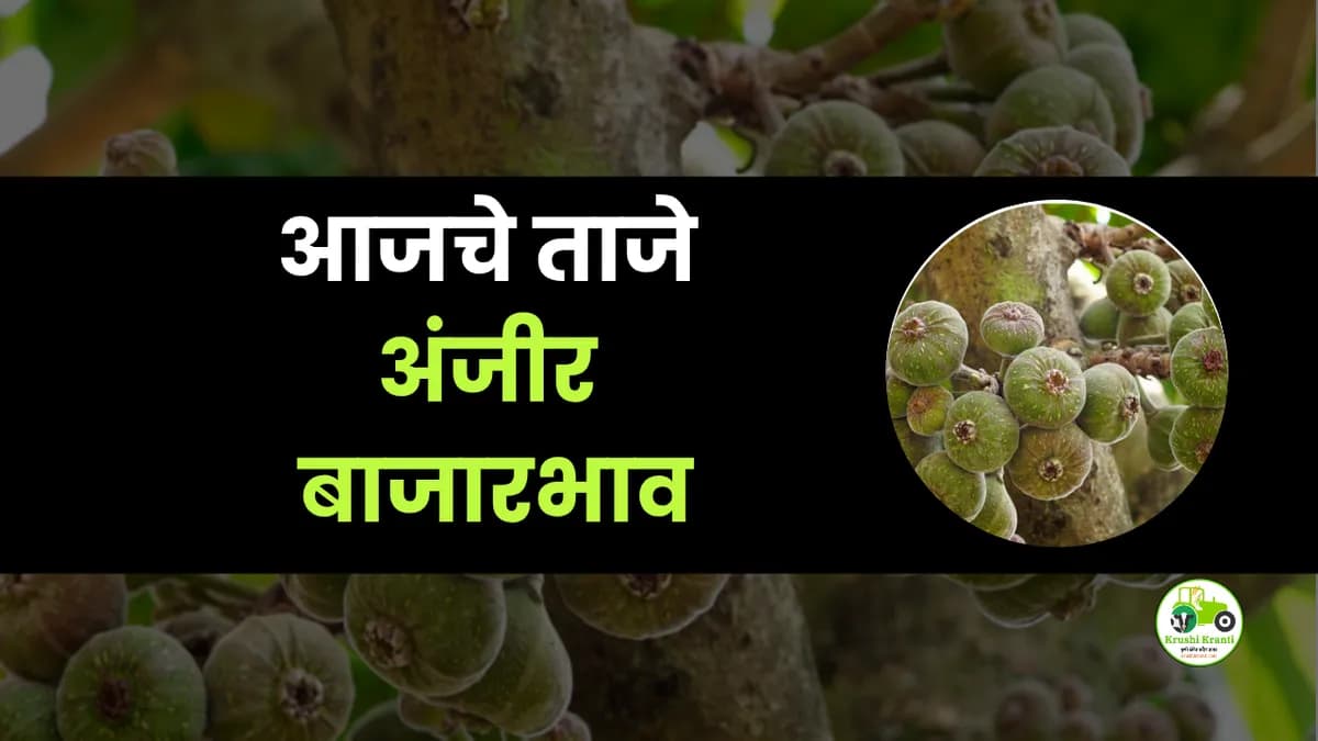 आजचे अंजीर बाजारभाव