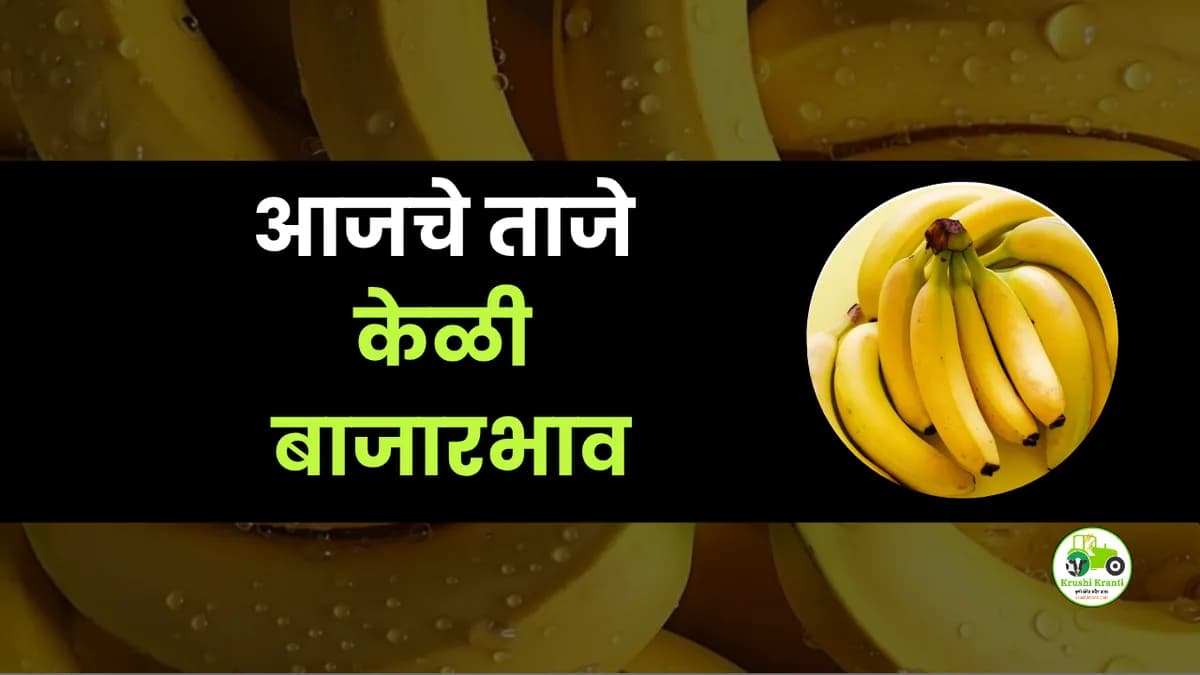 आजचे केळी बाजारभाव
