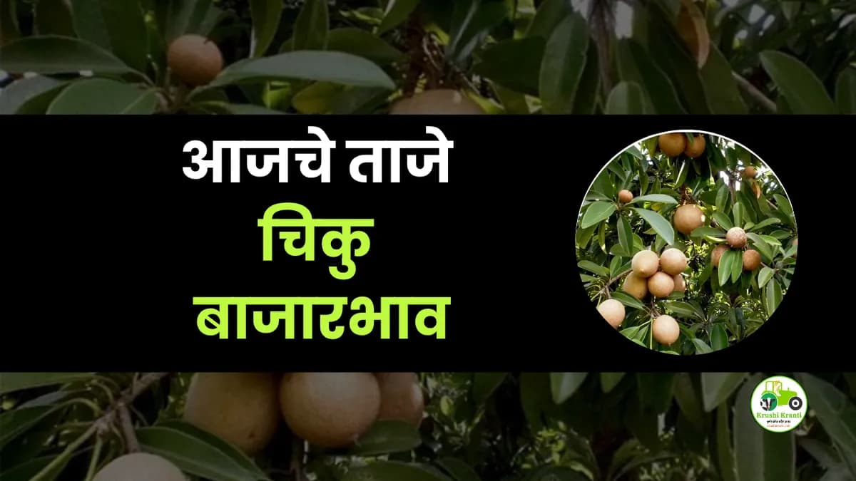 आजचे चिकु बाजारभाव
