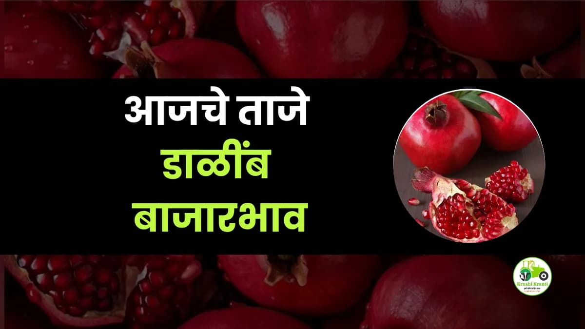 आजचे डाळींब बाजारभाव