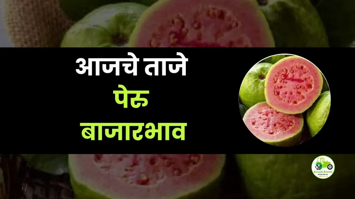आजचे पेरु बाजारभाव