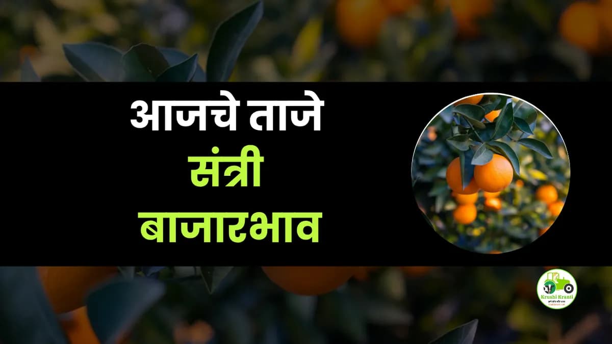 आजचे संत्री बाजारभाव
