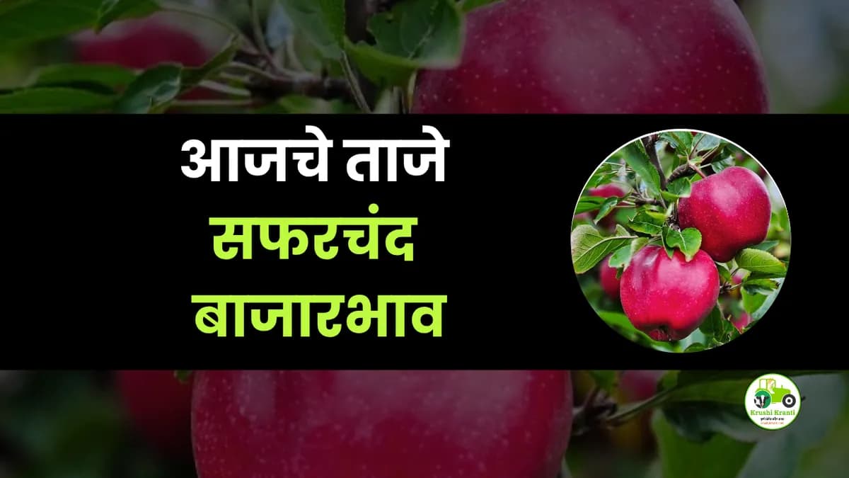 आजचे सफरचंद बाजारभाव