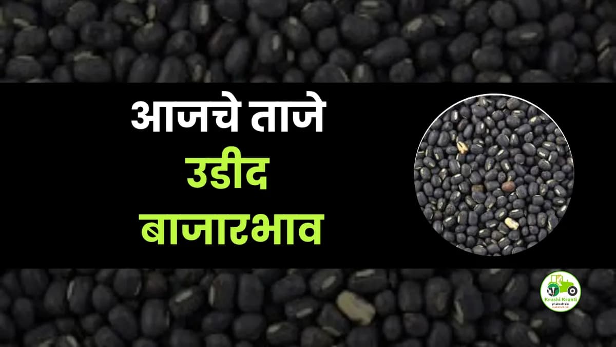 आजचे उडीद बाजारभाव