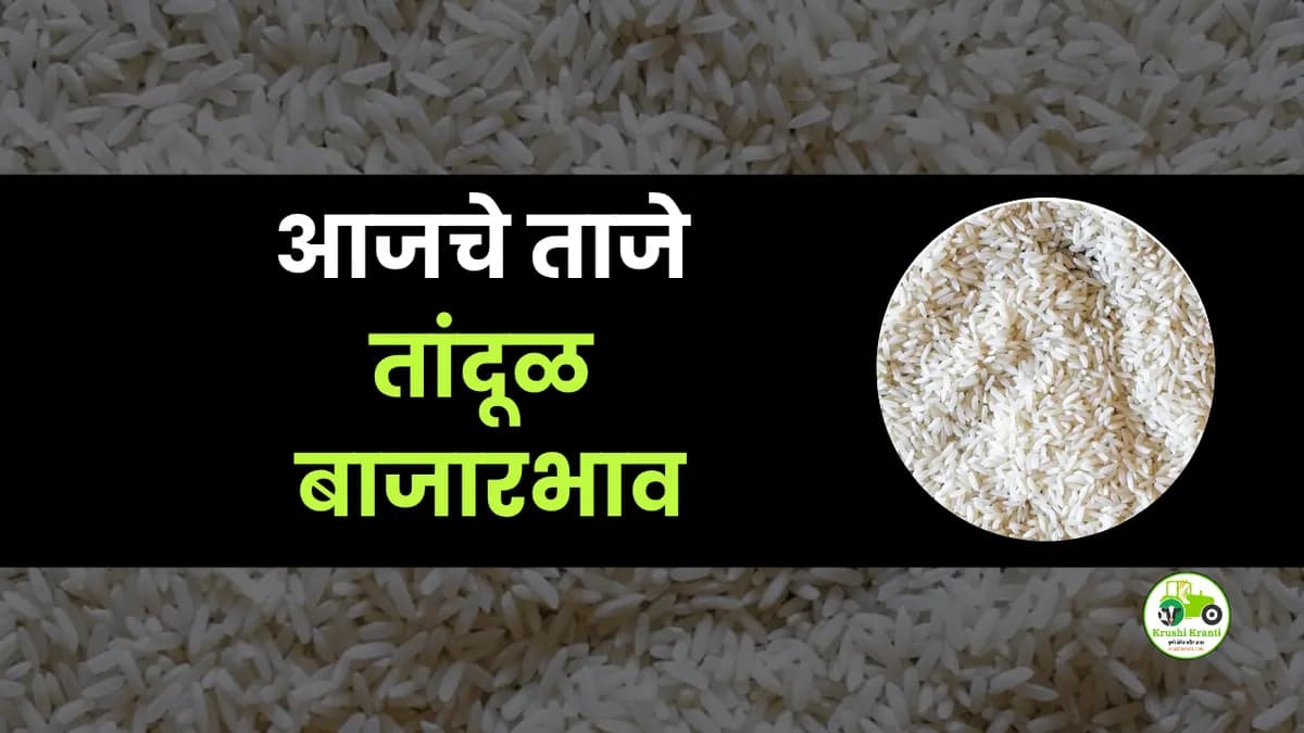आजचे तांदूळ बाजारभाव