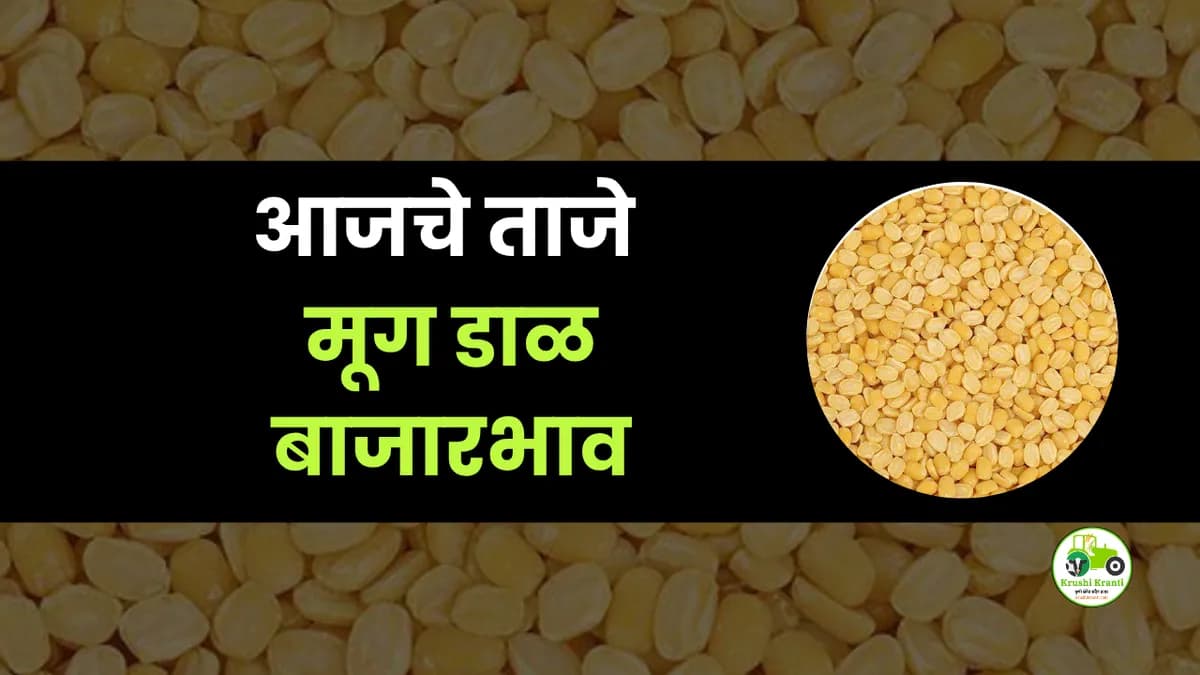 आजचे मूग डाळ बाजारभाव