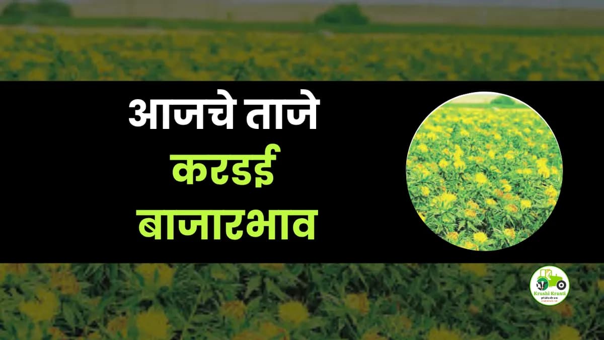 आजचे करडई बाजारभाव
