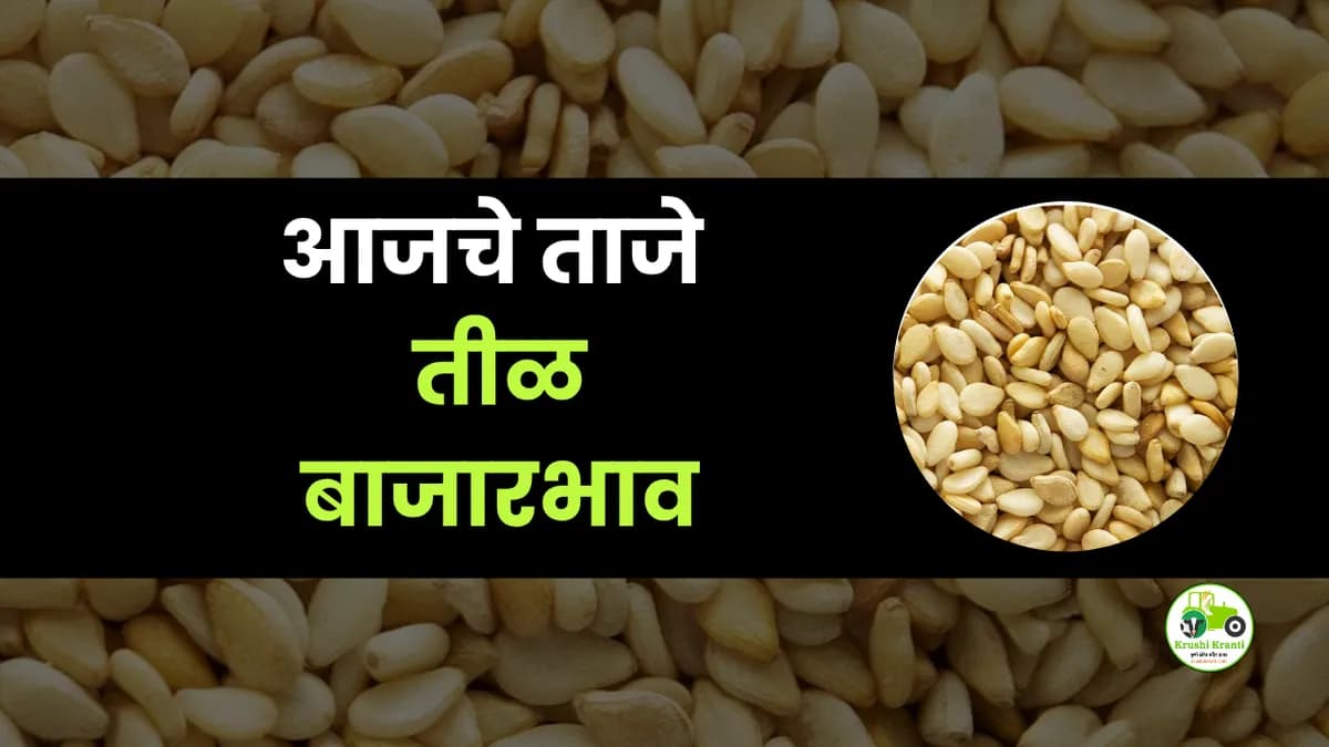 आजचे तील बाजारभाव